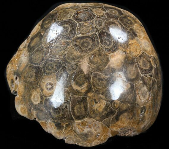 Thick Polished Fossil Coral Head - Morocco #35368